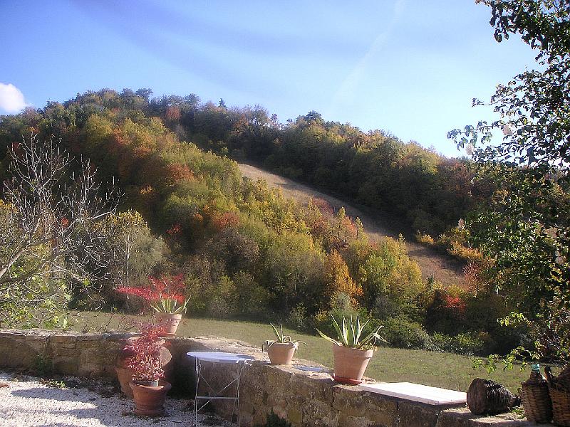 Autumn - Autumn Trees